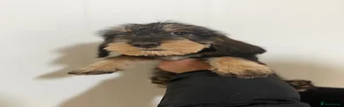 Dachshund 6