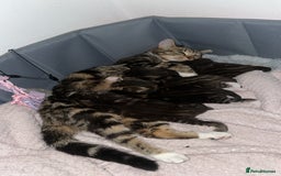 Bengal cats for sale: 5 kittens ready to go soon - Image 12