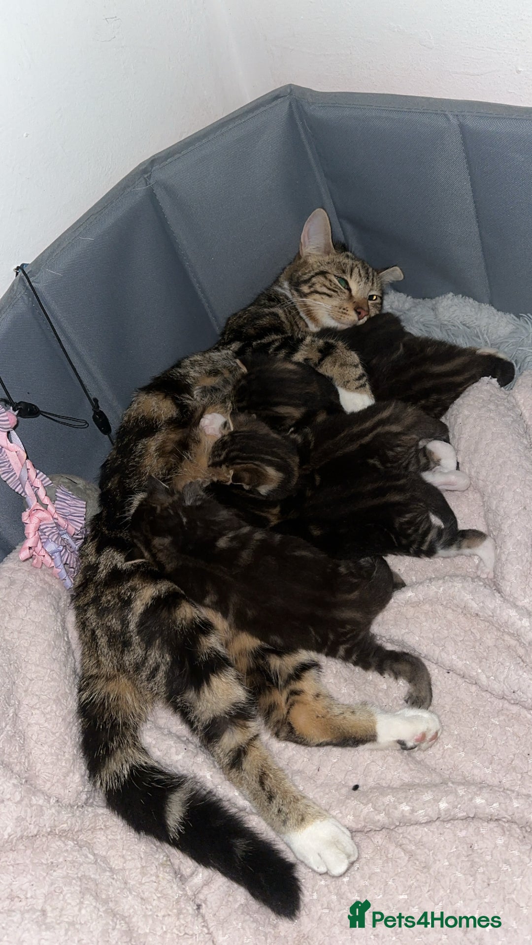 Bengal cats for sale: 5 kittens ready to go soon - Image 12