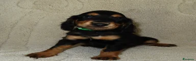 Cocker Spaniel 4