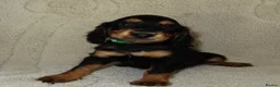 Cocker Spaniel dogs for sale: KC Registered Cocker spaniels  in Godalming - Advert 9