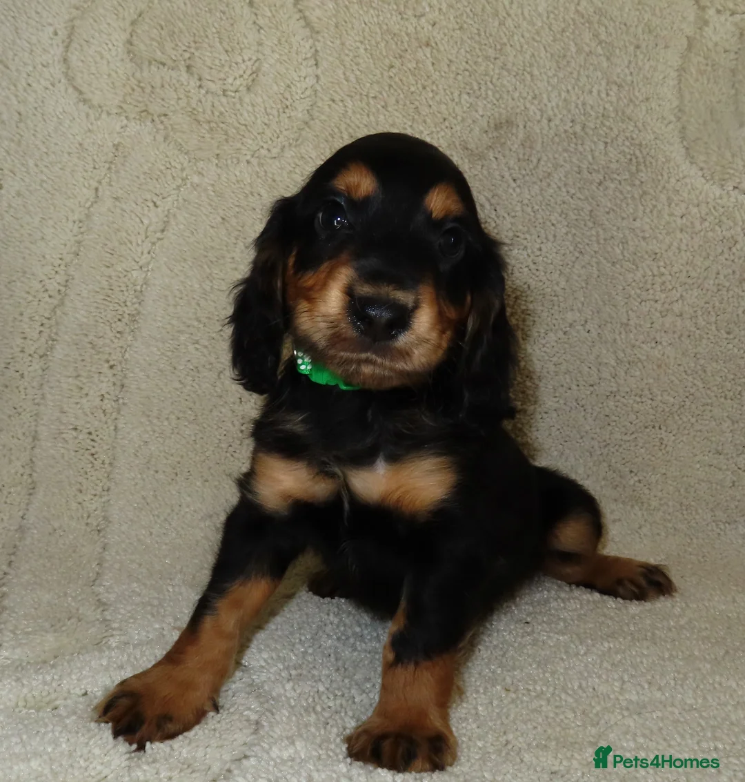 Cocker Spaniel dogs for sale: Kc registered  - Advert 25