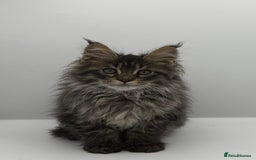 Maine Coon cats for sale: Stunning Maine coon cubs - Image 3