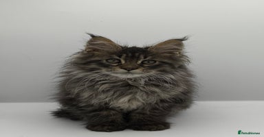 Maine Coon cats - Advert 6