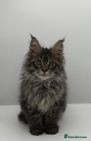 Maine Coon cats - Advert 6