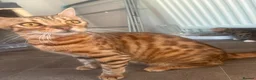 Bengal cats for sale: Bengal 2 🩷 - Advert 2