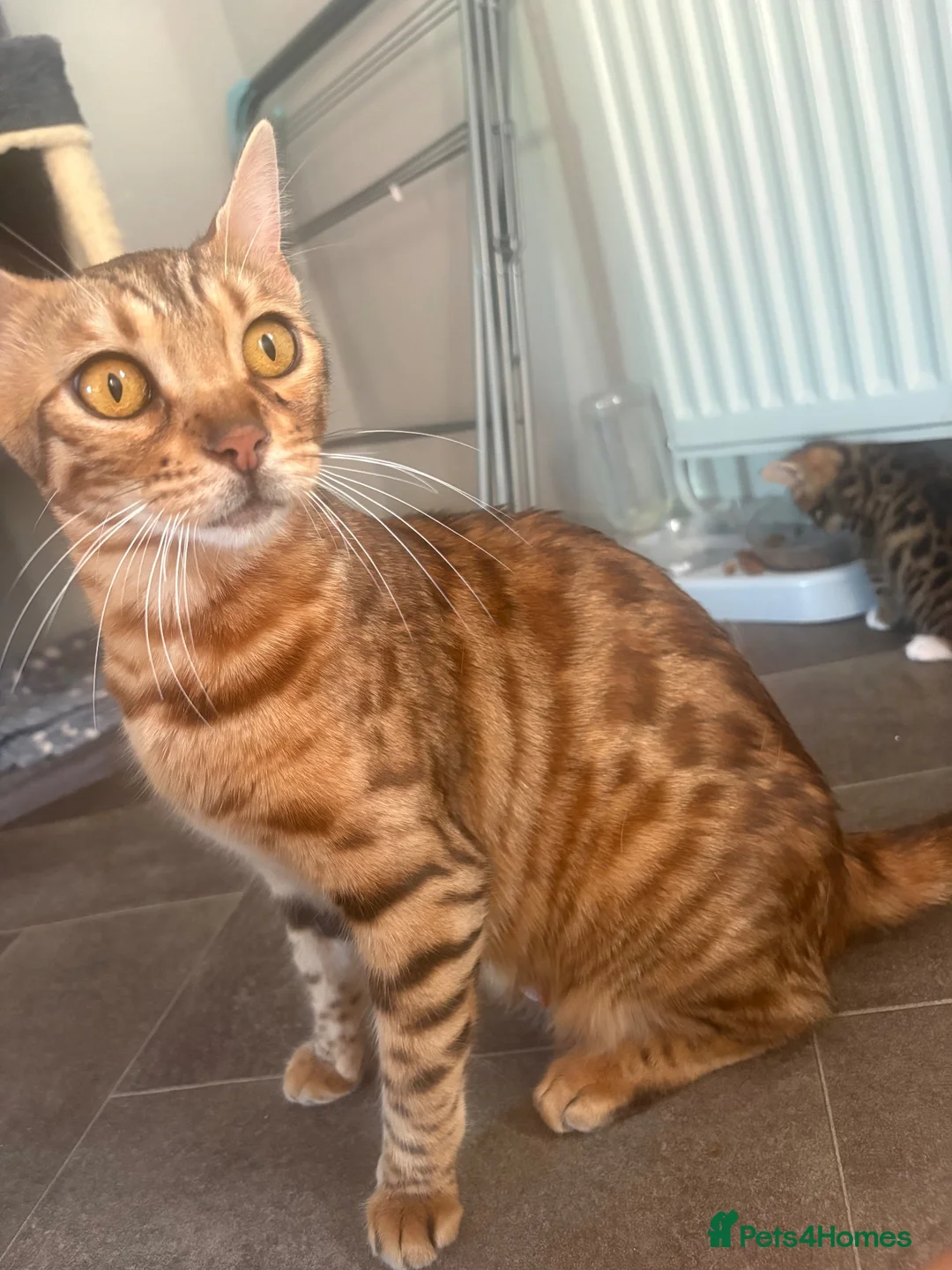 Bengal cats for sale: Bengal 2 🩷 - Advert 2