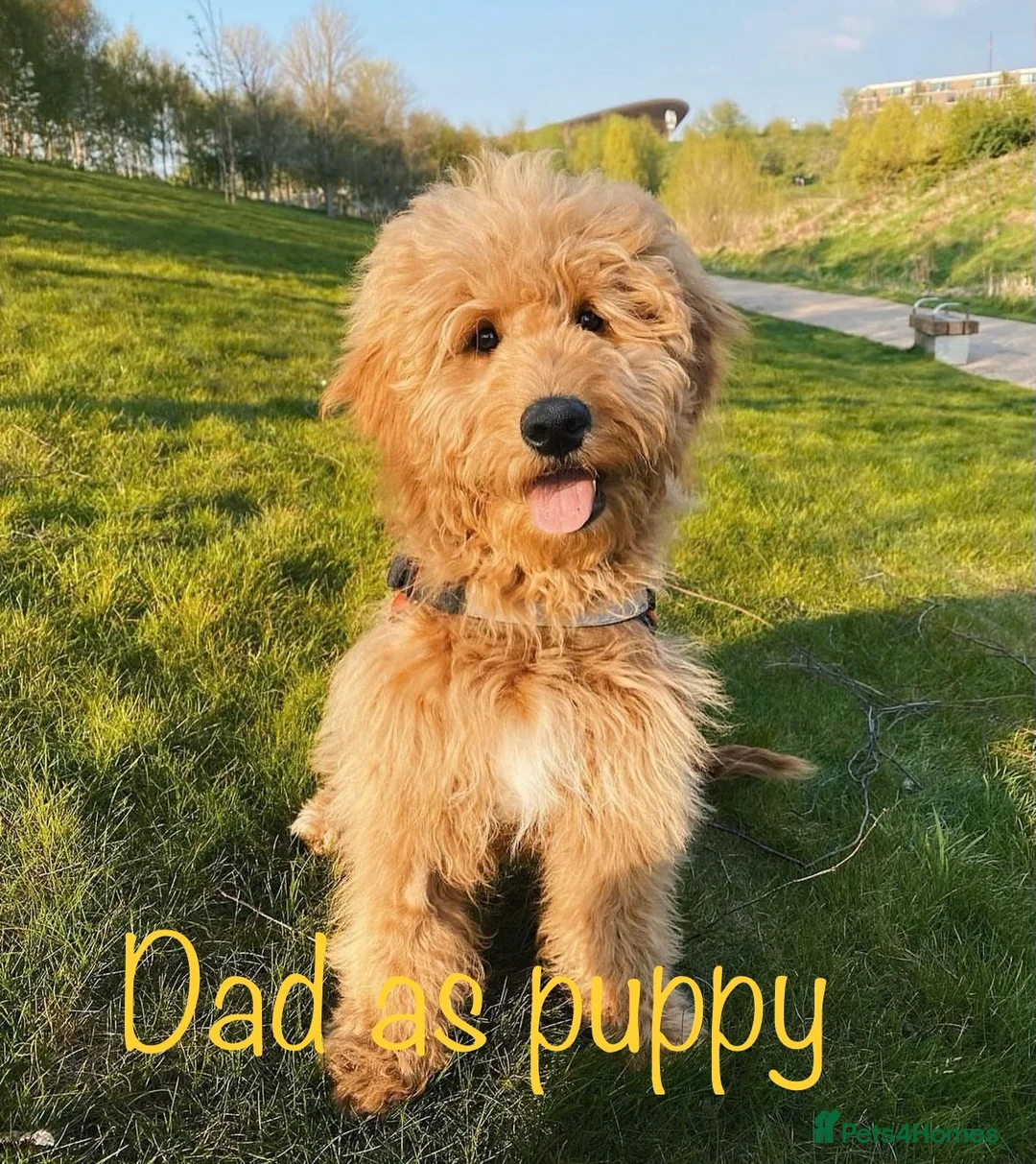 Mini Goldendoodle dogs for sale: 5★Miniature Goldendoodle Puppies-Waiting List Open - Advert 15