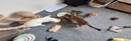 Mixed Breed cats for sale: Bengamese mix litter - Advert 14