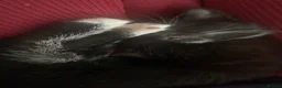 Mixed Breed cats for sale: Black and white and grey and white kitten  - Advert 3