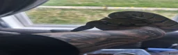Python Snake reptiles for sale: Snakes - Advert 4