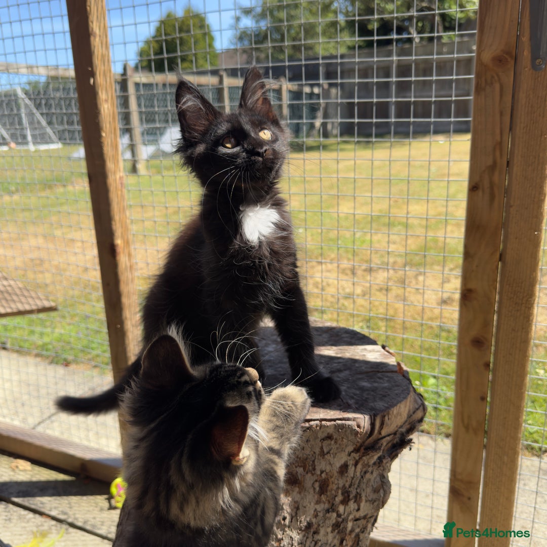 Maine Coon cats for sale: Purr Machines Ready Now - GCCF Reg Maine Coons - Image 23