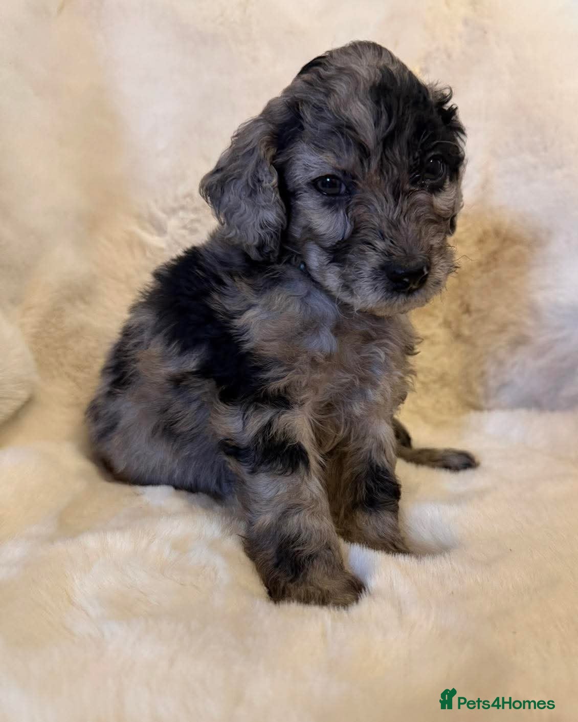 Cockapoo dogs Stunning cockapoos - Advert 11