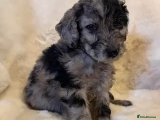 Cockapoo dogs Stunning cockapoos - Advert 11