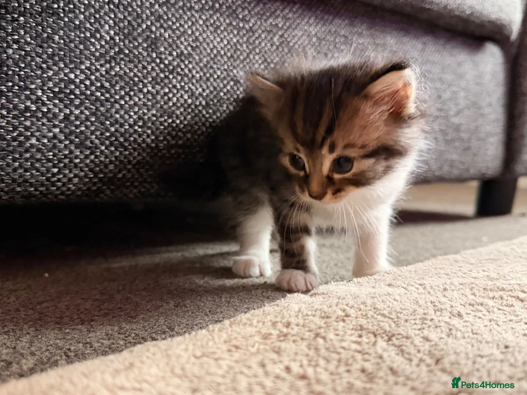 Mixed Breed cats for sale: Kittens in Hartlepool - Advert 5