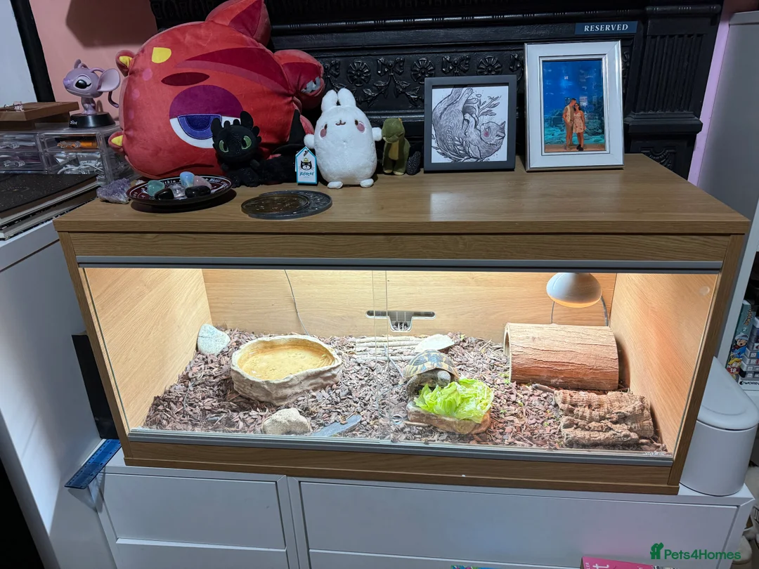 Tortoise reptiles for sale: Hermanns Tortoise and Full Set Up For Sale - Advert 6