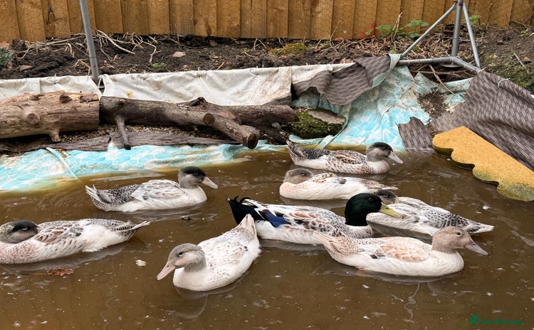 Ducks poultry - Advert 8