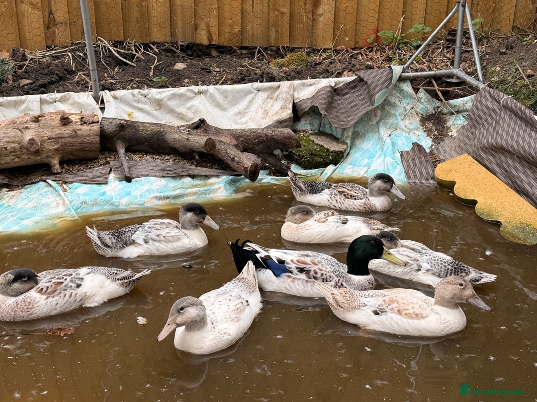 Ducks poultry for sale: 4 handsome young male Welsh harlequin ducks - Image 1