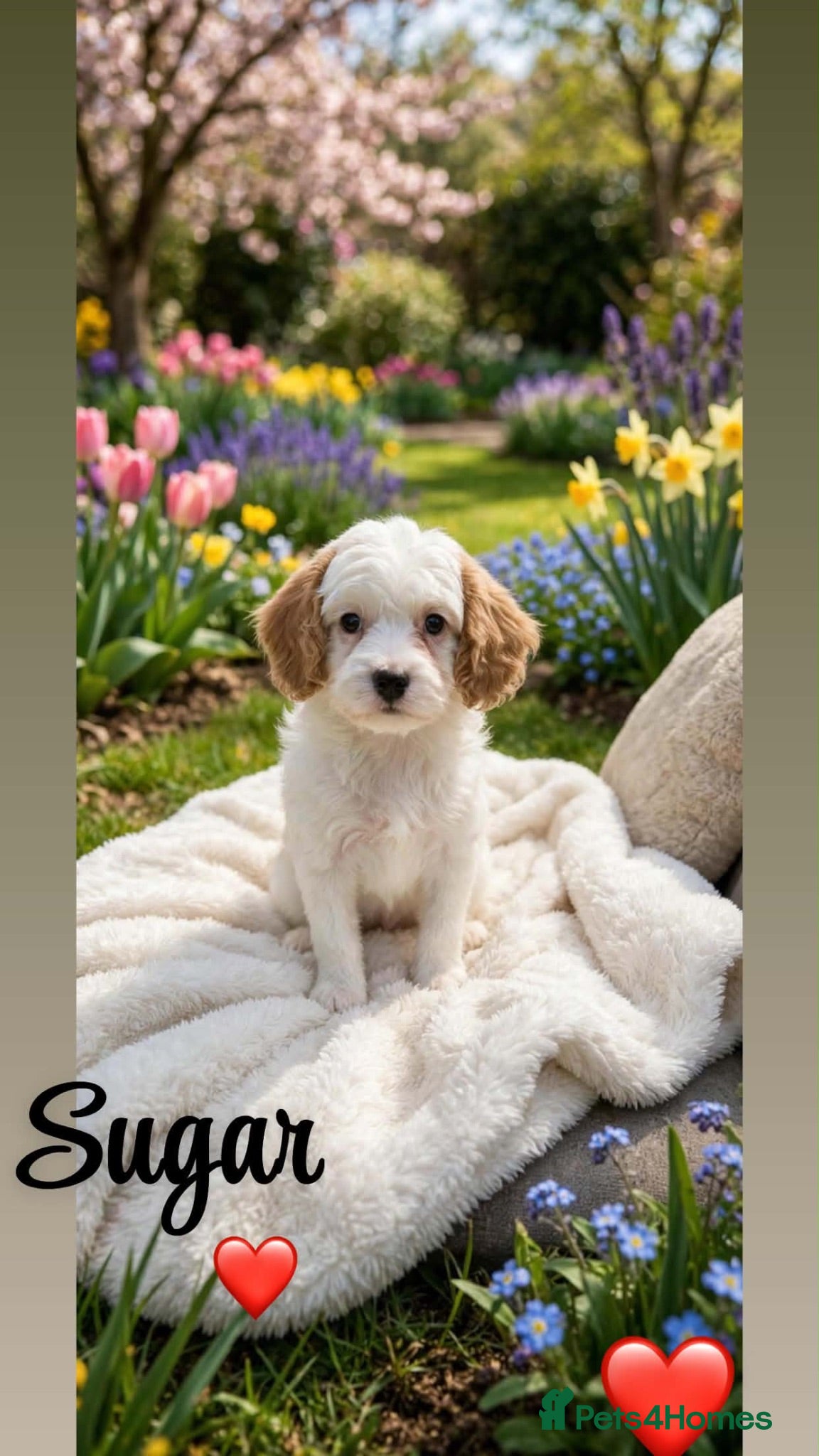 Cavapoo dogs Red cavapoo puppies - Advert 2