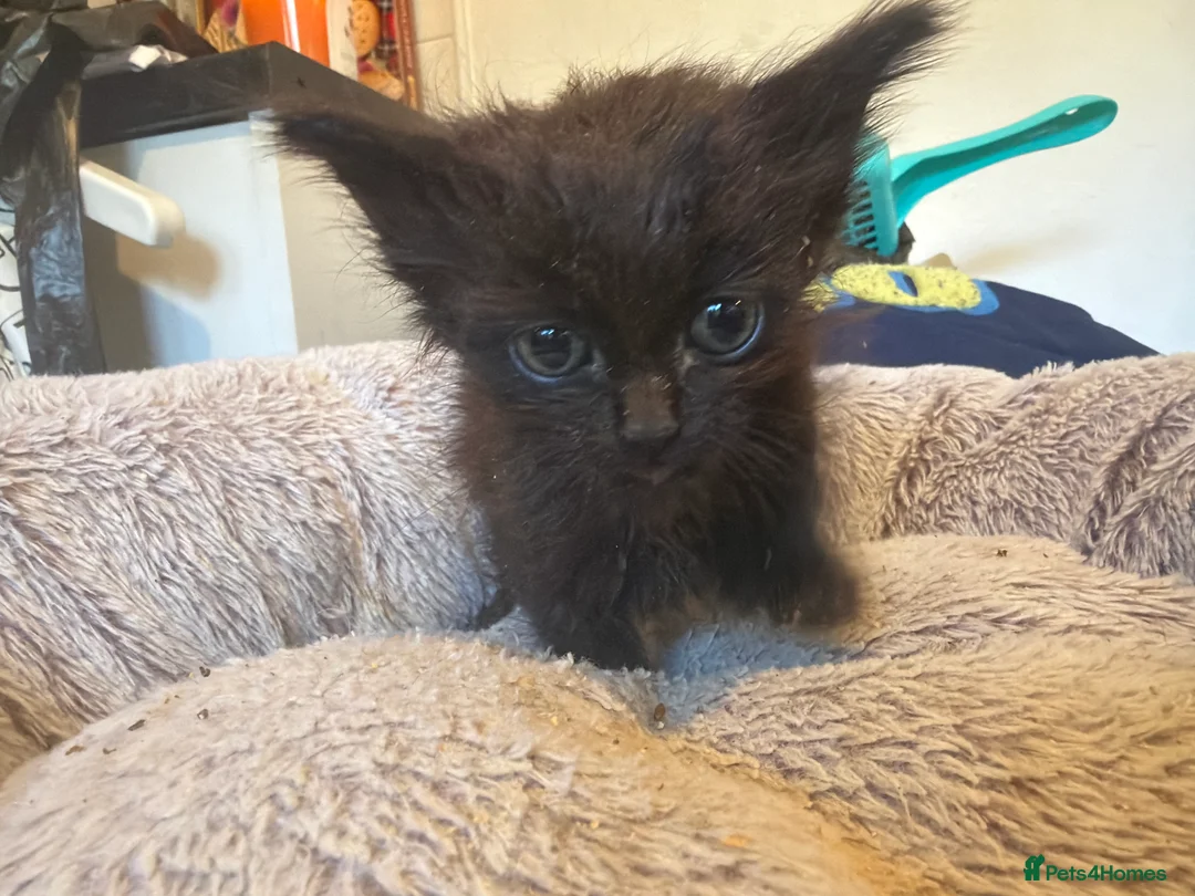 Mixed Breed cats for sale: 4 kittens for sale  - Advert 2