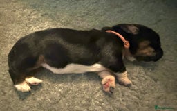 Basset Hound dogs for sale: Beautiful Basset Hound Puppies - Image 12