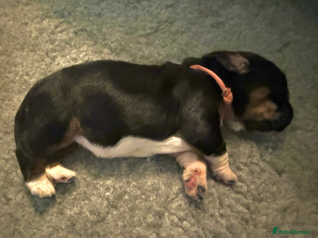 Basset Hound dogs for sale: Beautiful Basset Hound Puppies - Image 12