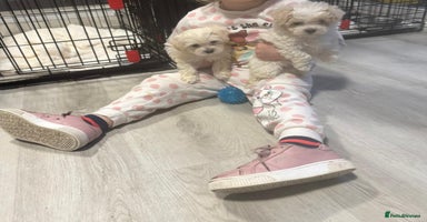 Maltipoo dogs - Advert 12
