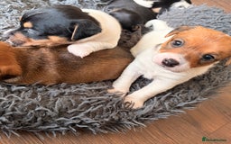 Jack Russell dogs for sale: Jack Russell Puppies - Advert 14