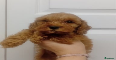 Cockapoo dogs - Advert 11