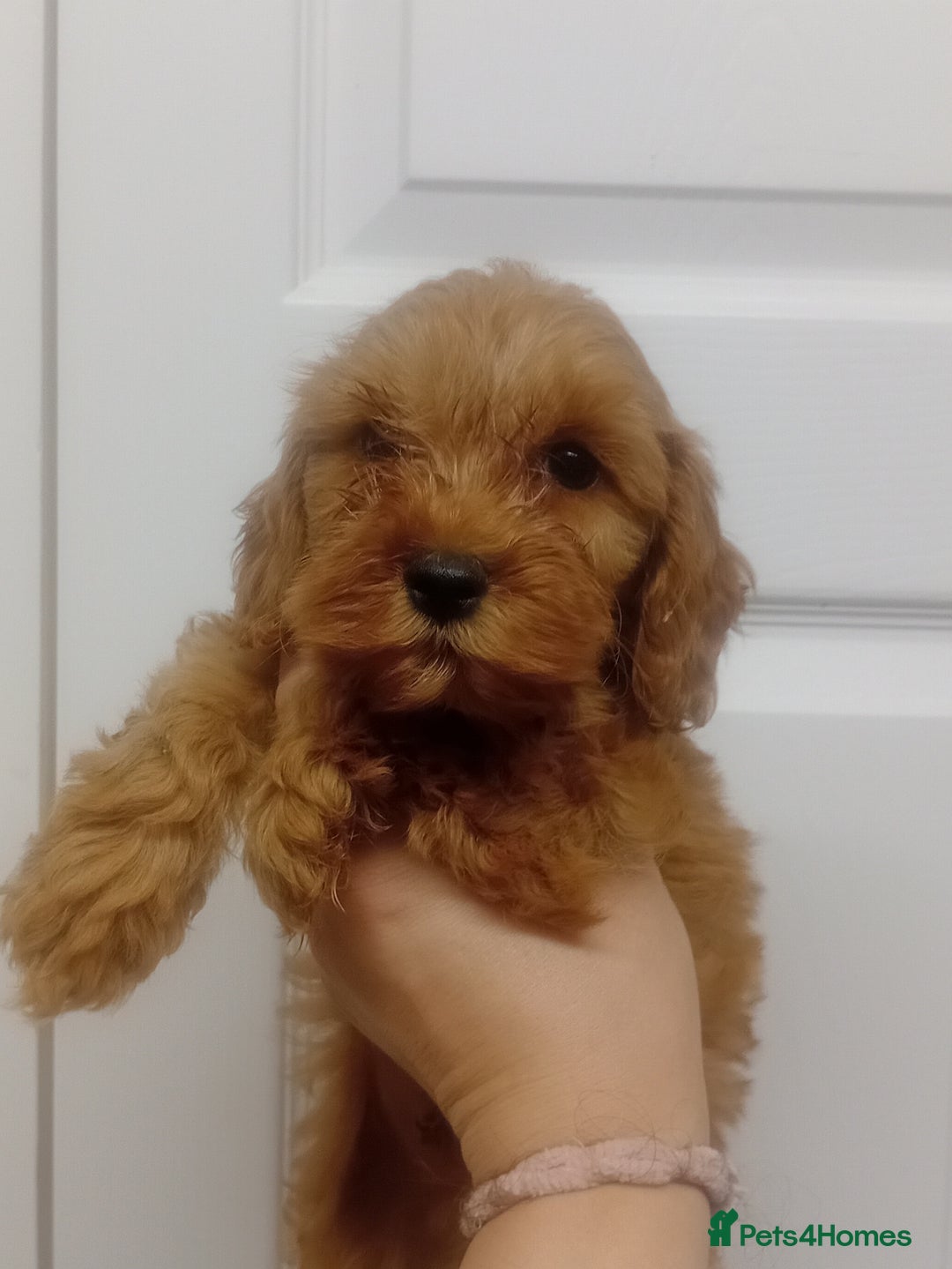 Cockapoo dogs for sale: F1b Cockapoo puppies, champion line health tested  - Image 3