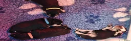 Miniature Schnauzer dogs for sale: Beautiful Miniature schnauzer pups. Black/silver  - Advert 9