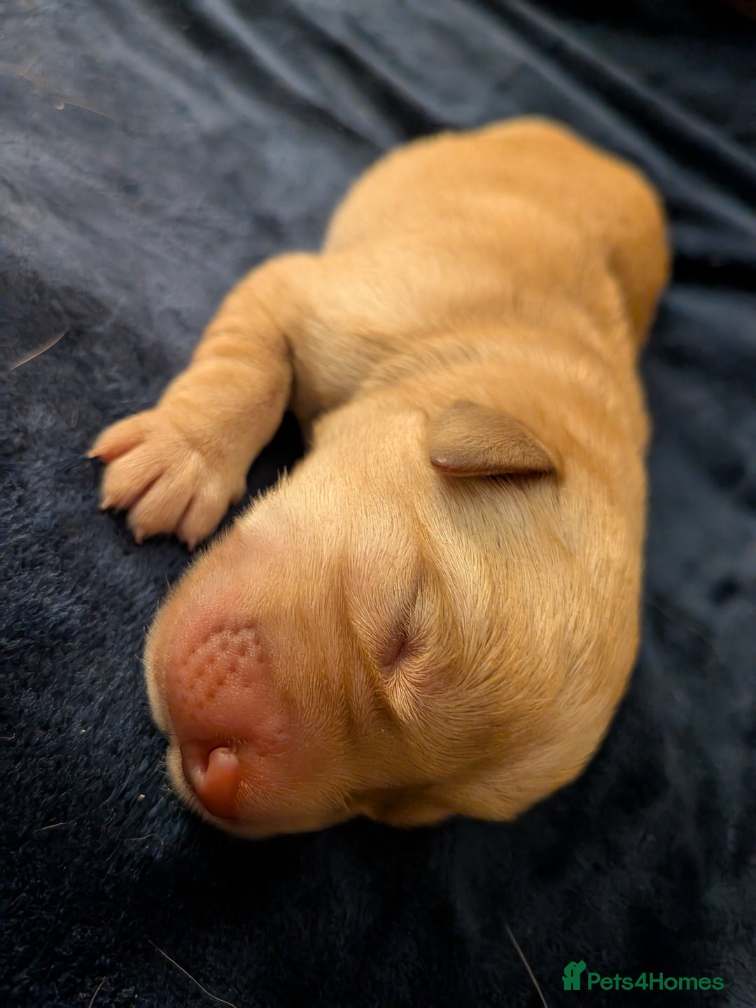 Goldador dogs for sale: Goldador puppies - all reserved  - Advert 12