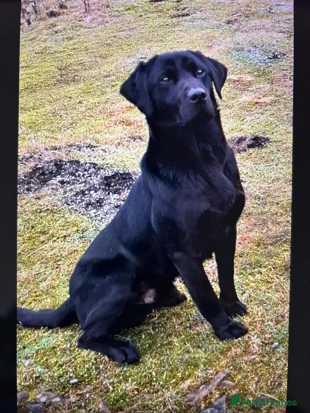 Labrador Retriever dogs for sale: KC Pedigree Labrador pups for sale in Lancaster - Advert 2