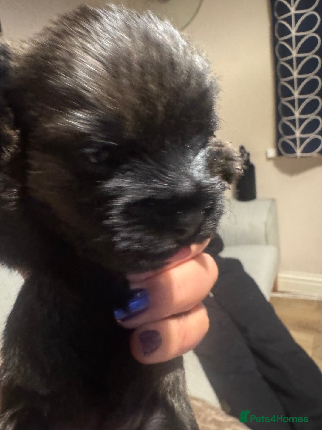 Border Terrier dogs for sale: Beautiful Pure Border Terriers  - Advert 4