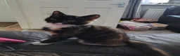 Mixed Breed cats for sale: Kittens looking for there forever homes  - Advert 5