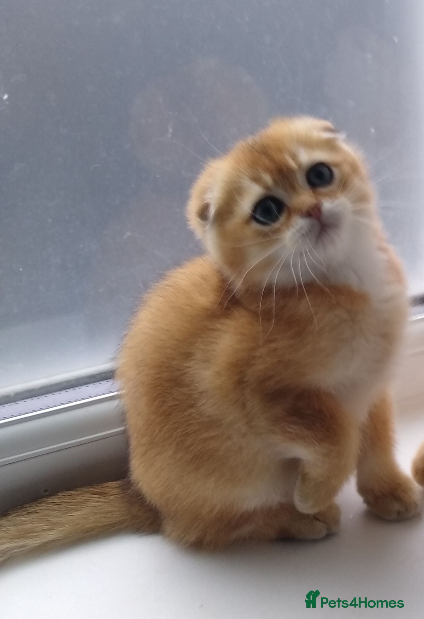 Scottish Fold cats Cute 🥰 Scottish fold TICA register  - Advert 9