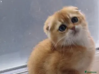 Scottish Fold cats Cute 🥰 Scottish fold TICA register - Advert 3