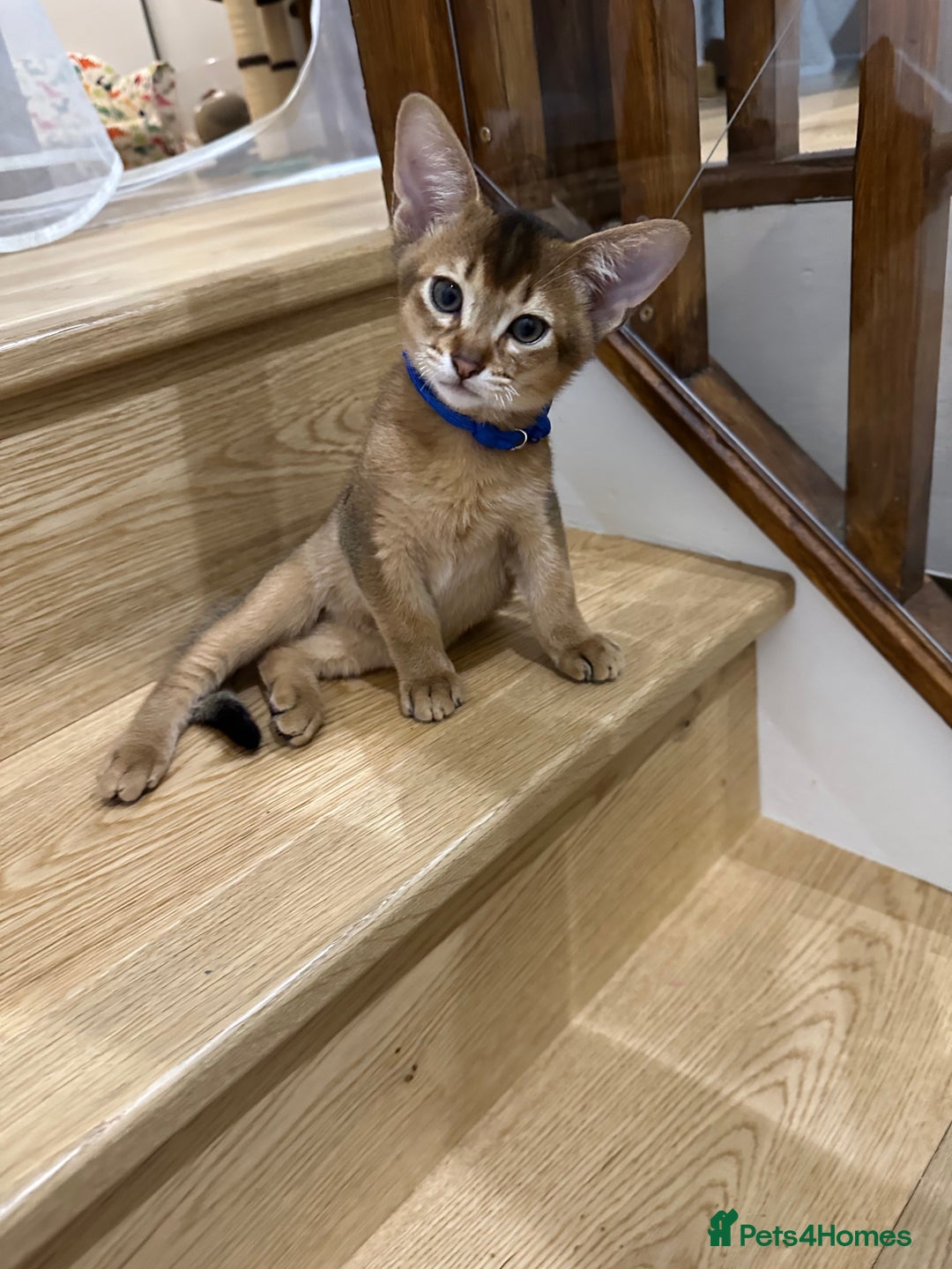 Abyssinian cats for sale: Pedigree Abyssinian kittens  - Advert 11