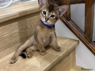 Abyssinian cats Pedigree Abyssinian kittens - Advert 2