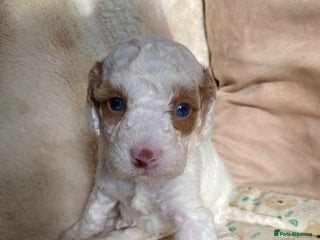 Cavapoo dogs - Advert 10