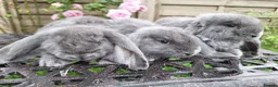 French Lop rabbits for sale: Baby Giant French Lop Rabbits - Advert 2