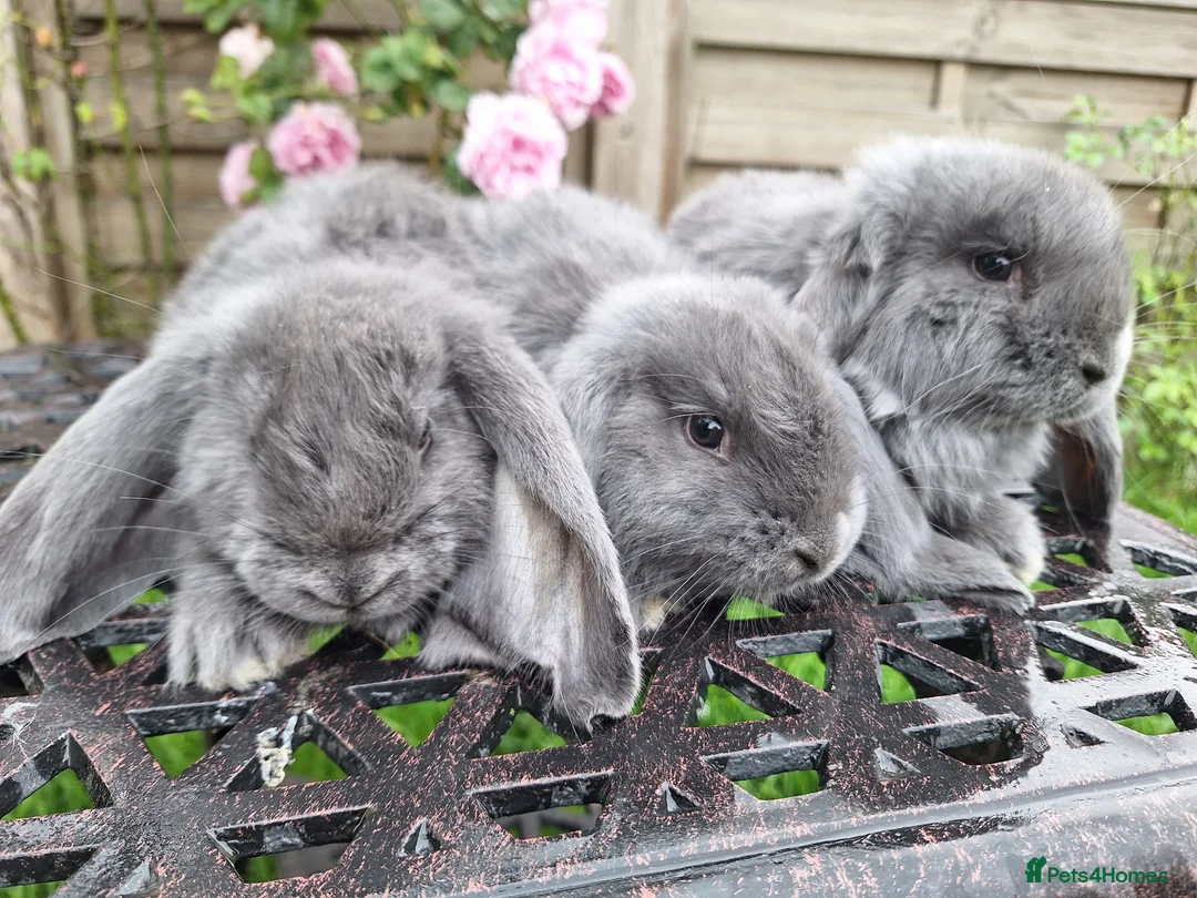 French Lop rabbits for sale: Baby Giant French Lop Rabbits - Advert 2