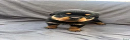 Rottweiler dogs for sale: Rottweiler pups - Advert 23