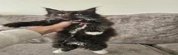 Maine Coon cats for sale: Mainecoon × Siberian  - Advert 14