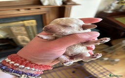 Toy Poodle dogs for sale: Toy poodle puppies ready now. Aberdeenshire - Image 5