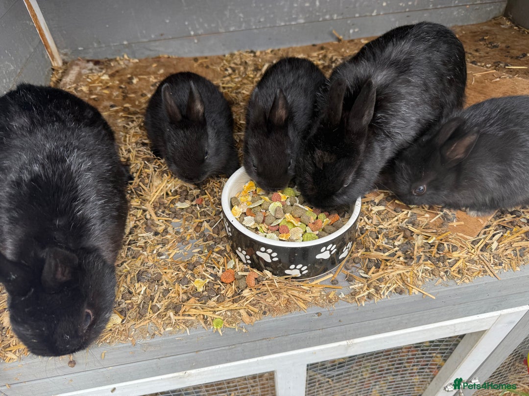 Netherland Dwarf rabbits for sale: Netherland dwarf rabbits for sale  - Image 6
