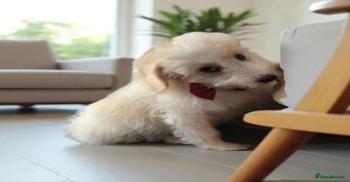 Goldendoodle dogs - Advert 1