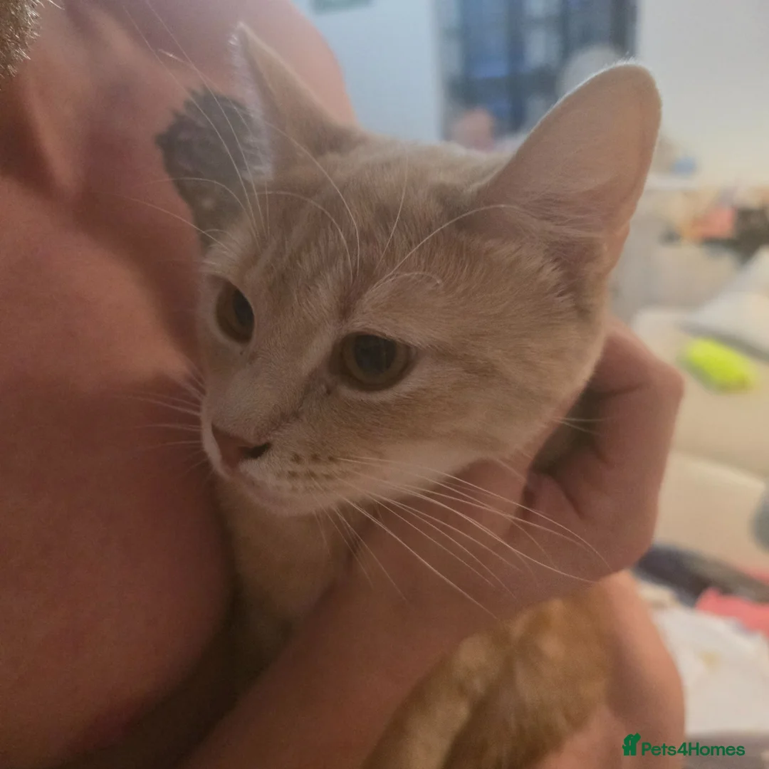 British Shorthair cats for sale: Half cream British Shorthair Archimedes  - Advert 2