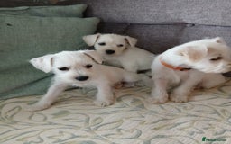 Miniature Schnauzer dogs for sale: Adorable white schnauzer puppy-last one left now  - Image 13