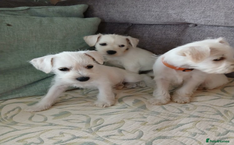 Miniature Schnauzer dogs - Advert 4